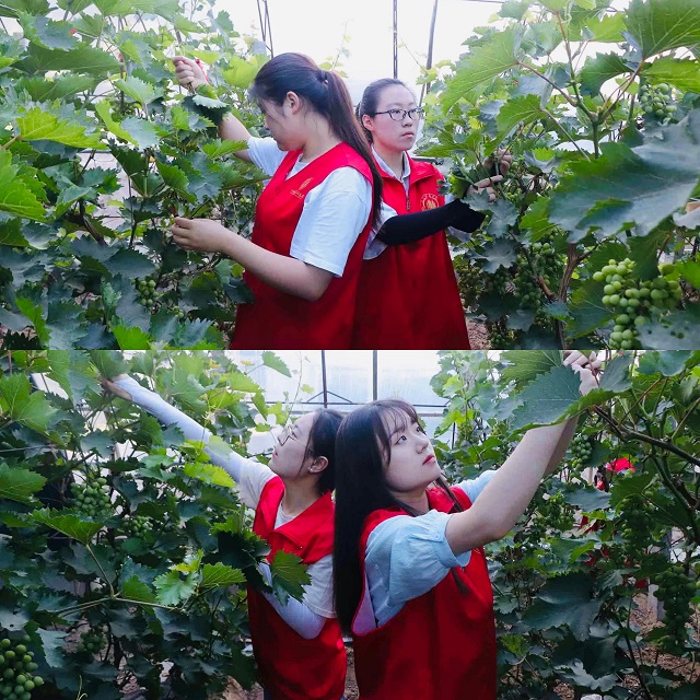 【三下乡】进田间地头·种植员张春明与“新”农来堡的十年相依——经济与管理学院“经”缘晋乡实践团助农篇