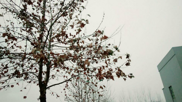 【完满班级】雪落信院 凝眸处 情牵万里——国贸1605班举办“缤纷世界 挚爱纯白”冰雪世界活动