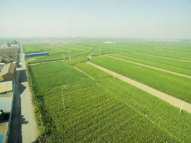 【三下乡】青草地？西瓜群？你见过太谷4点的太阳吗？——环科系2017暑期“北斗星”公益实践团南阳村之行