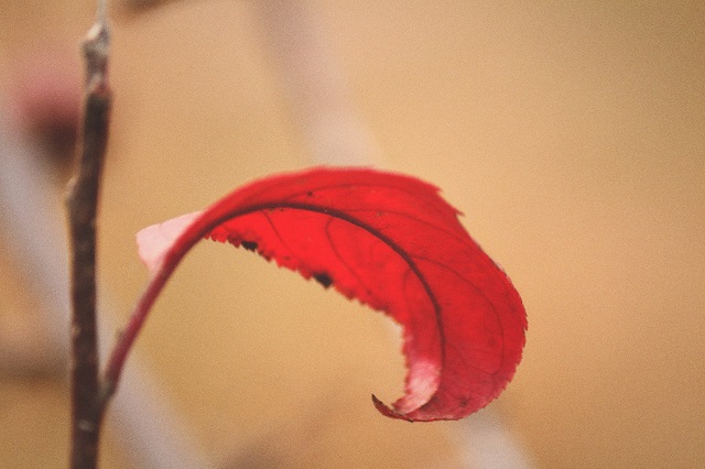 前行第137期：落叶秋风寒衣冷 萧萧木叶南归雁