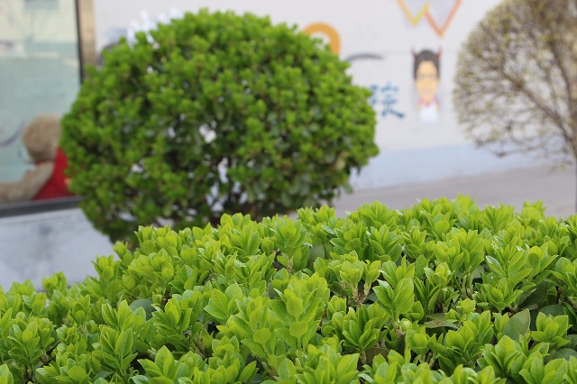 前行第176期：春暖花开 与你共赏书院美景